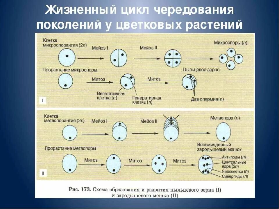 Наборы хромосом егэ. Цикл развития цветковых растений. схема образования и развития пыльцевого зерна и зародышевого мешка. жизненный цикл цветковых растений егэ. схема образования и развития пыльцевого зерна.