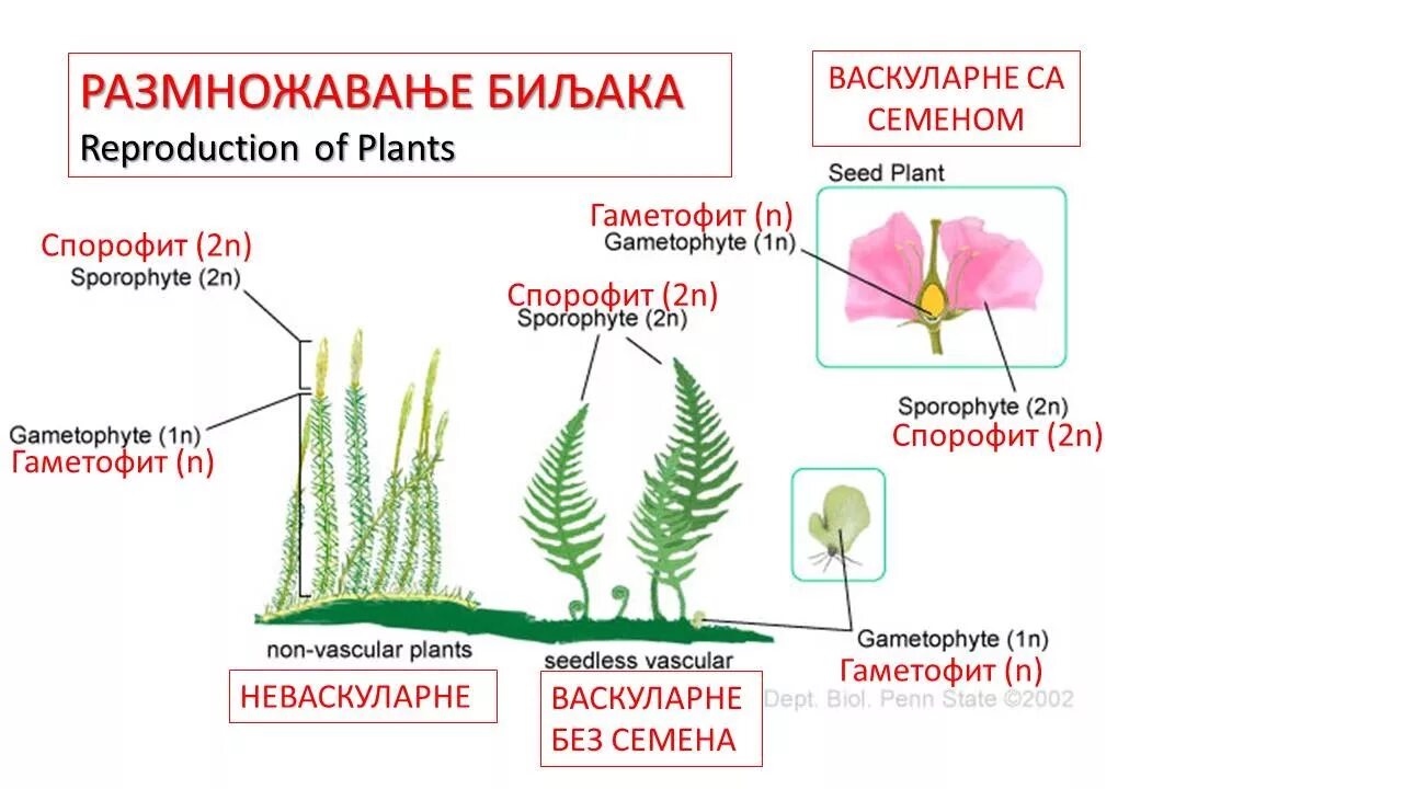 Что является спорофитом у водорослей. Гаметофит и спорофит. Гаметофит и спорофит у растений таблица. Гаметофит спорофит таблица. Гаметофит и спорофит у растений преобладает.