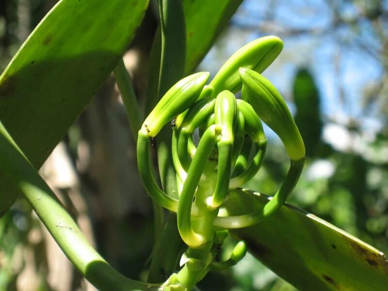 Мадагаскарская ваниль. Vanilla planifolia Andrews. Ваниль растение. Бурбонская ваниль в природе.