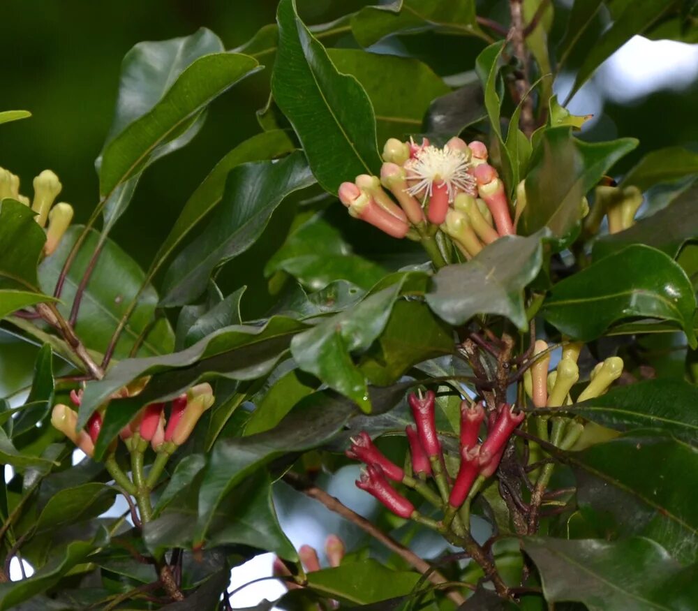 Гвоздичное дерево Сизигиум. Syzygium aromaticum гвоздичное дерево. Сизигиум («гвоздика») приправа. Eugenia caryophyllus.