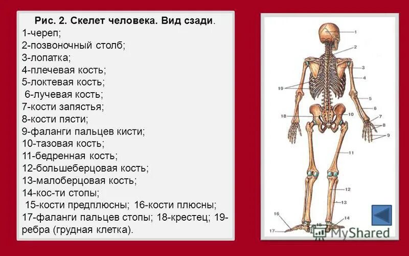 Про скелет человека. Строение скелета с описанием. Человеческий скелет анатомия. Скелет с названиями костей.