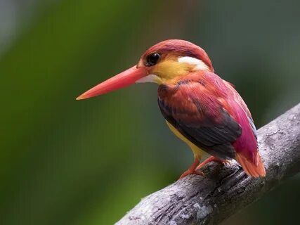 Birds wiki