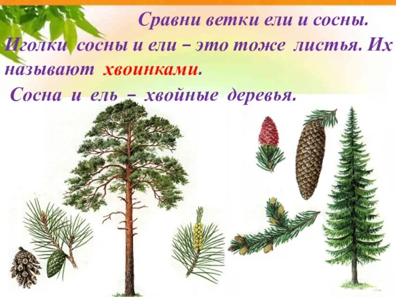 Сосна относится к хвойным. Хвойники ель и сосна. Хвойные деревья задания. Окружающий мир ель сосна. Дерево ель и сосна.