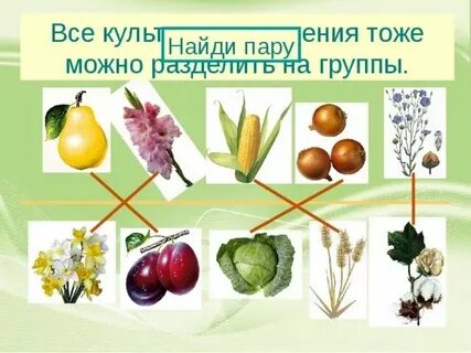 Культурные растения примеры 2 класс окружающий