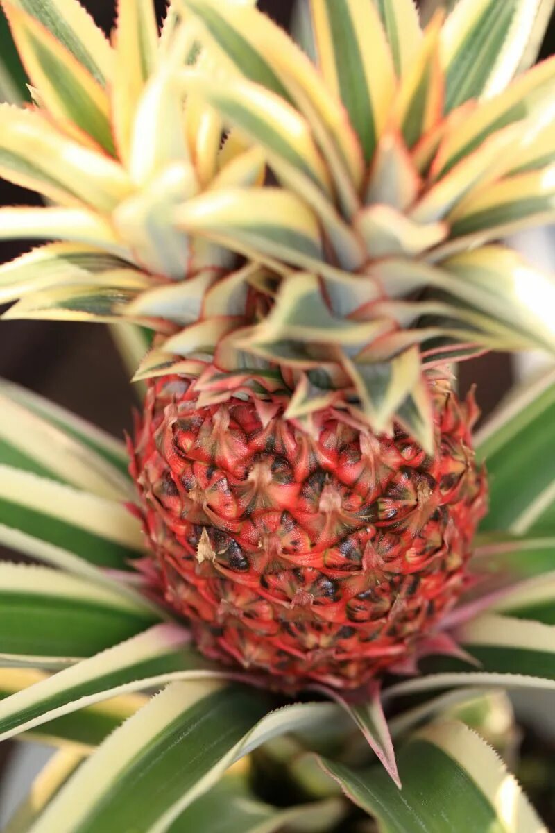 Бромелиевые ананас. (Ananas bracteatus striatus. Ананас цветок. Ананас цветет. Ананас покрытосеменные растения бромелиевые ананас