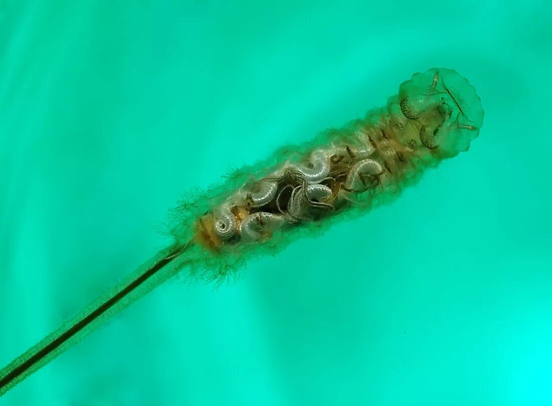 Пчеловидка личинка крыска. Крыска эриталис личинка. Муха гусеница
