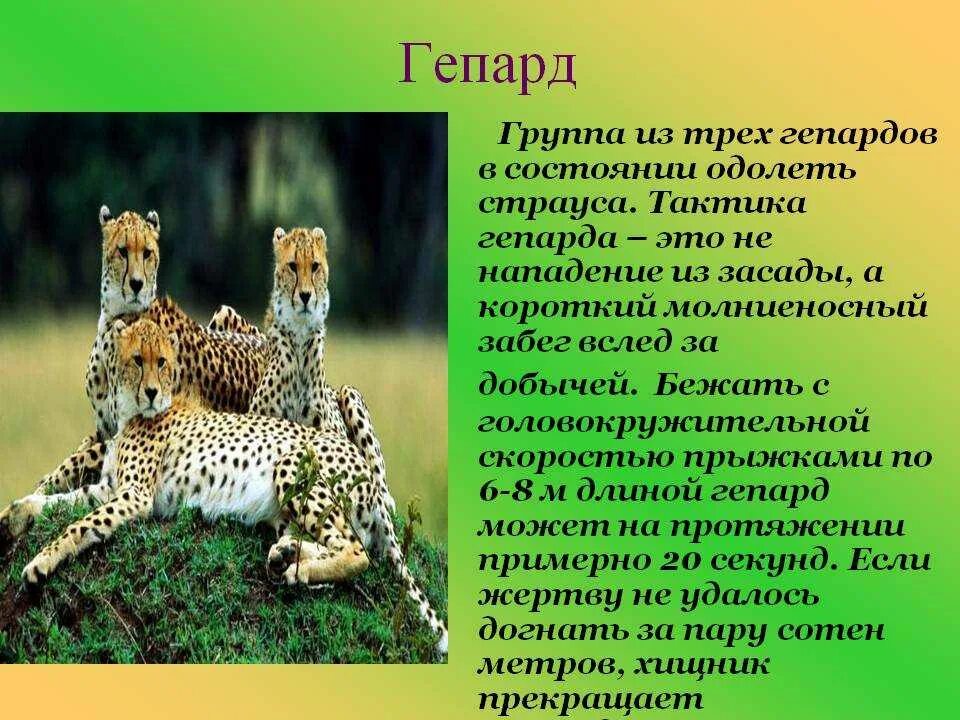 Гепард история. Гепард презентация. гепард доклад. рассказать о гепарде. рассказ о гепарде.