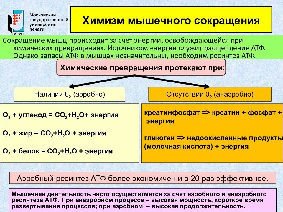 Освобождение энергии атф. Химизм мышечного сокращения. Химизм и Энергетика мышечного сокращения. Механизм и химизм мышечного сокращения. Энергетические процессы мышечного сокращения.