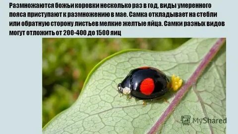 Когда божьи коровки впадают в спячку