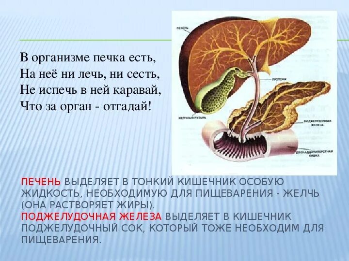 Выделяемый сок печени. Роль печени в организме человека.