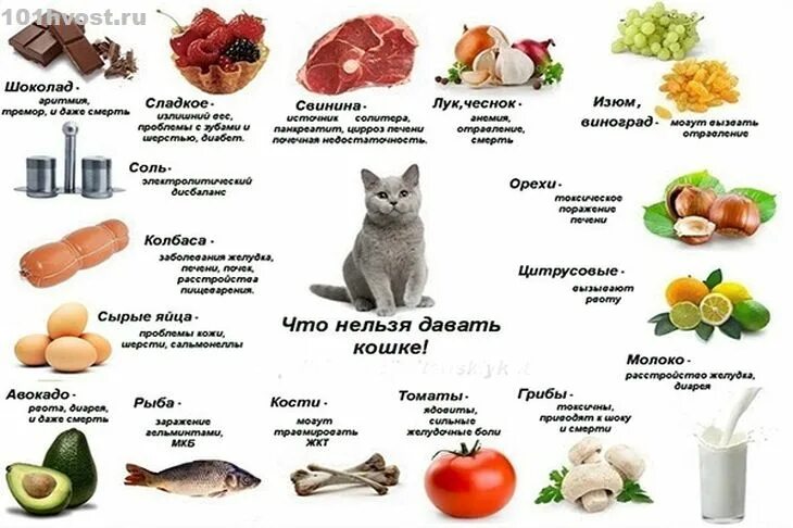 Какие продукты нельзя давать. Список продуктов которыми можно кормить котенка. запрещенные продукты для кошек. какую еду нельзя кошкам. список еды для кошек.