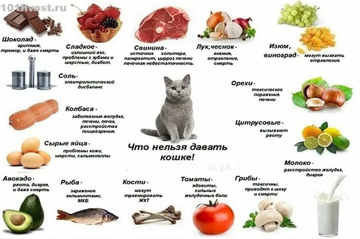 Можно давать есть. Список продуктов которыми можно кормить котенка. Запрещенные продукты для кошек. Какую еду нельзя кошкам. Список еды для кошек.