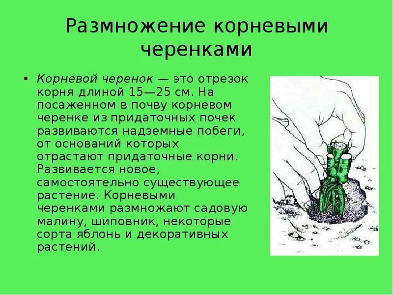 Для чего нужно размножение растений. Размножение растений 6 класс биология. размножение черенками 6 класс. вегетативное размножение 6 класс биология. черенкование биология 6 класс.