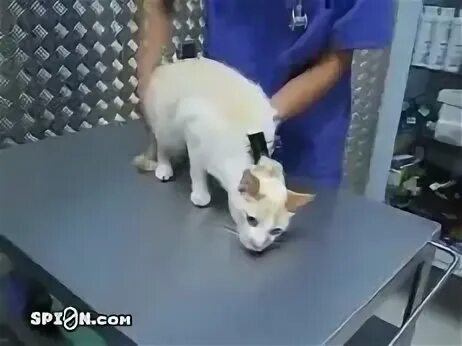 Яма собачек и кошечек евген