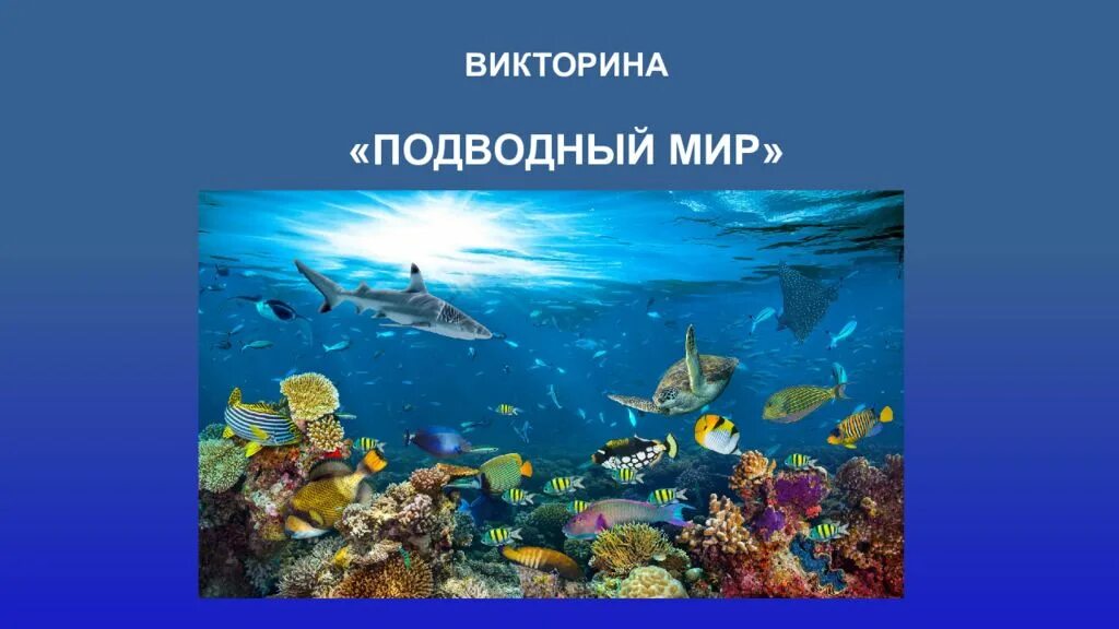 Детям о подводном мире. Презентация на тему морские обитатели. Проект морские обитатели. Тема недели подводный мир. Морские обитатели описание.