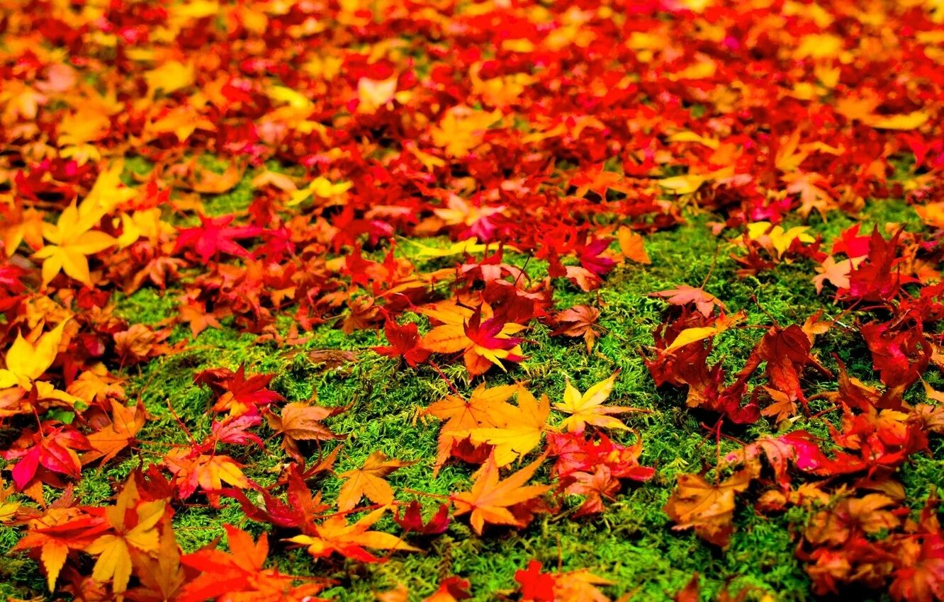 Листья на земле. Осенние листья на земле. Жёлтый лист осенний. Ковер кленовых листьев. Осенние листья.