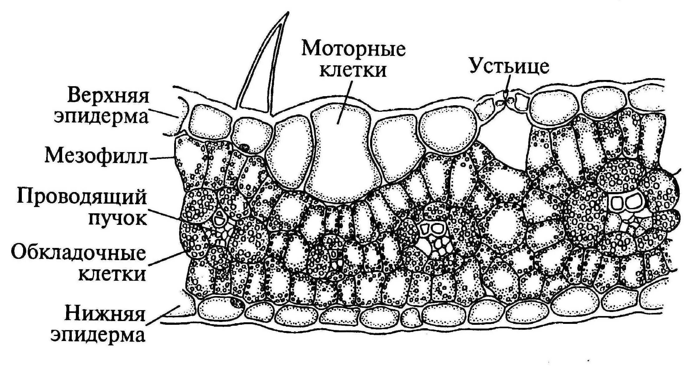 Поперечный срез листа строение. Поперечный срез листа ковыля. строение листа ковыля. поперечный срез листа zea mays. поперечный срез листа склерофит.