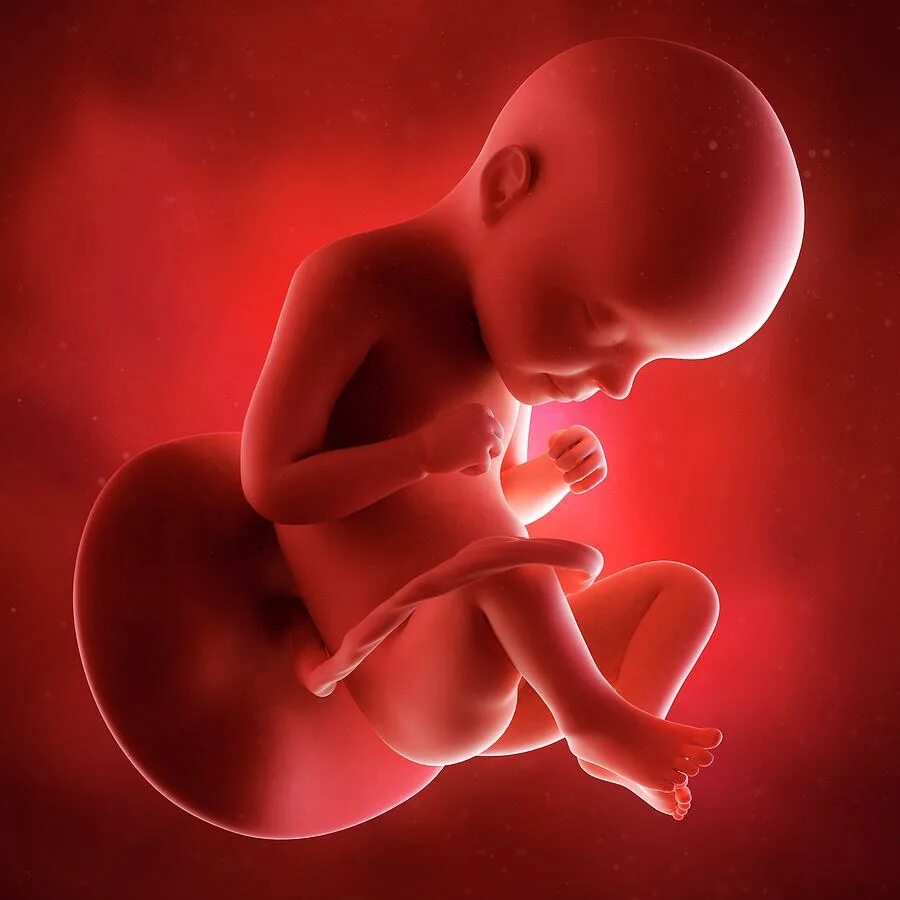 Живот беременной. Беременная 29 недель. Живот на 28 неделе беременности. Week 29. Week 29.