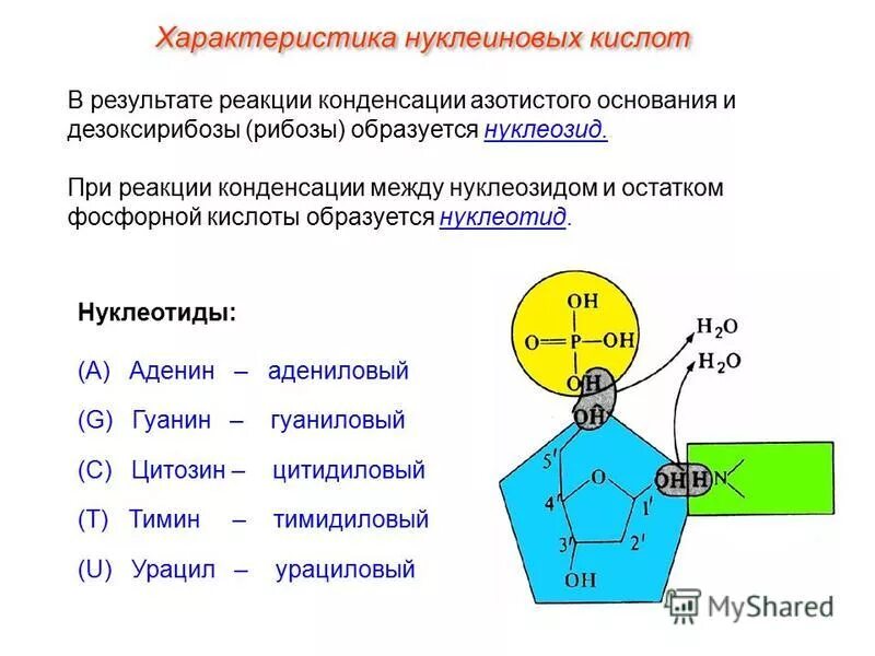 Гуаниновый нуклеотид. Гуаниловый нуклеозид. Строение нуклеотида. Цитидиловык нуклеотиды. Адениловый нуклеотид.