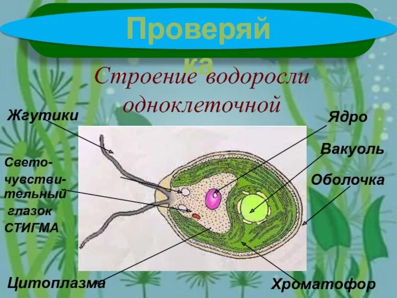 Клетка бурой водоросли. Цитоплазма одноклеточной водоросли. Строение водорослей. Строение одноклеточных водорослей. Клеточное строение водорослей.