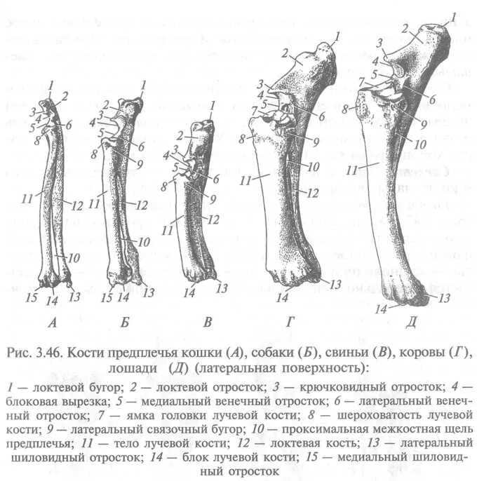 Скелет конечностей собаки. Кости предплечья анатомия животных. Плечевая кость анатомия животных строение. Плечевая кость коровы анатомия строение. Плечевая кость собаки анатомия.