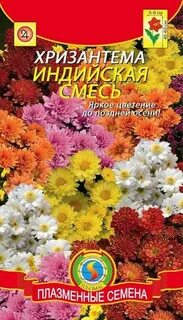 Семена хризантемы многолетней