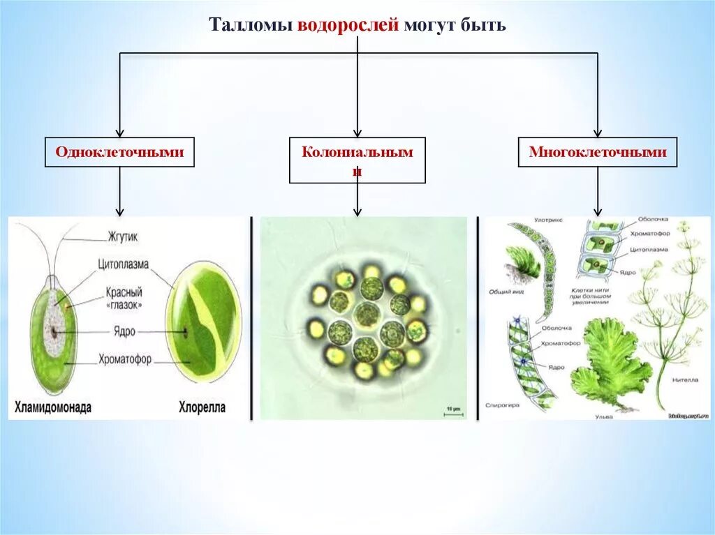 Количество клеток водорослей. Одноклеточные колониальные и многоклеточные водоросли. Одноклеточные зеленые водоросли 5 класс биология. Водоросли одноклеточные и многоклеточные 5 класс. Многоклеточные водоросли схема.