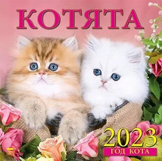Котики 2023