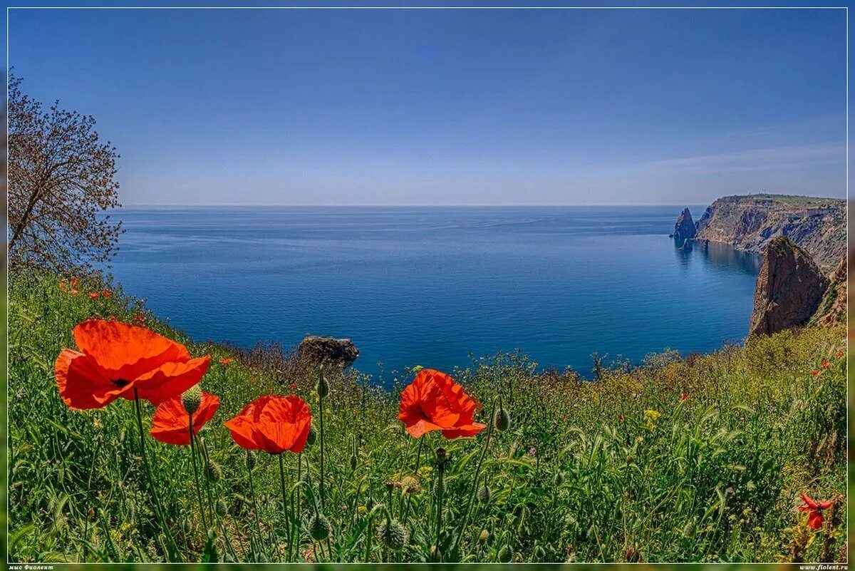 Солнечные дни в крыму. Мыс Фиолент маки. Маковые поля мыс Фиолент. Мыс Фиолент цветы. Мыс Фиолент цветут маки?.