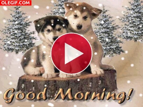 Доброе утро собаки зима. Зима красивые собачки. Чудесных зимних выходных. Доброе зимнее утро для собак. С добрым зимним утром с собачками.