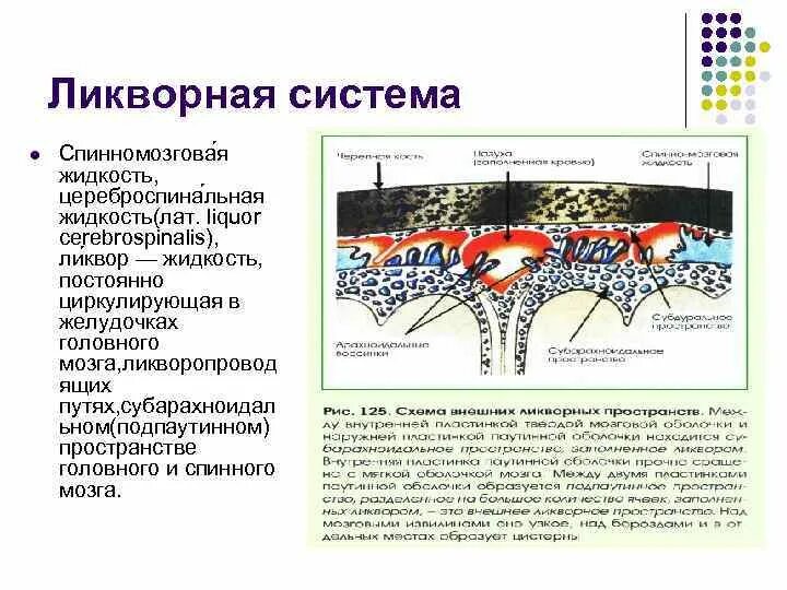 Жидкость в спинном канале. Ликворная система головного мозга функции. Ликворная система головного мозга схема. Строение ликворных путей головного мозга. Анатомия и физиология ликворной системы.