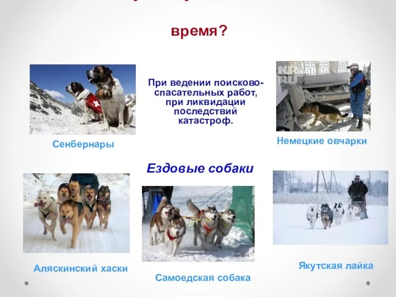 Служебные животные 2 класс. Презентация на тему служебные собаки. служебные собаки подготовительная группа. служебные собаки для дошкольников. тема служебные собаки подготовительной группе.