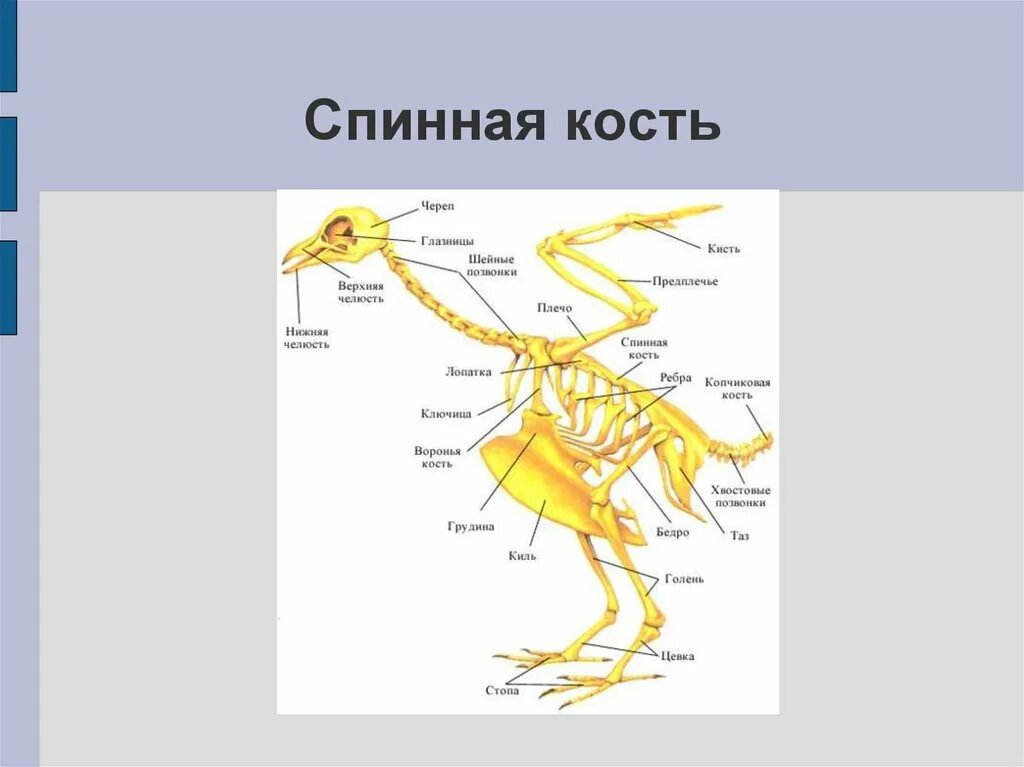 Спинная кость. Дорсальная кость. Спинная кость у птиц. Спинная кость 3d.