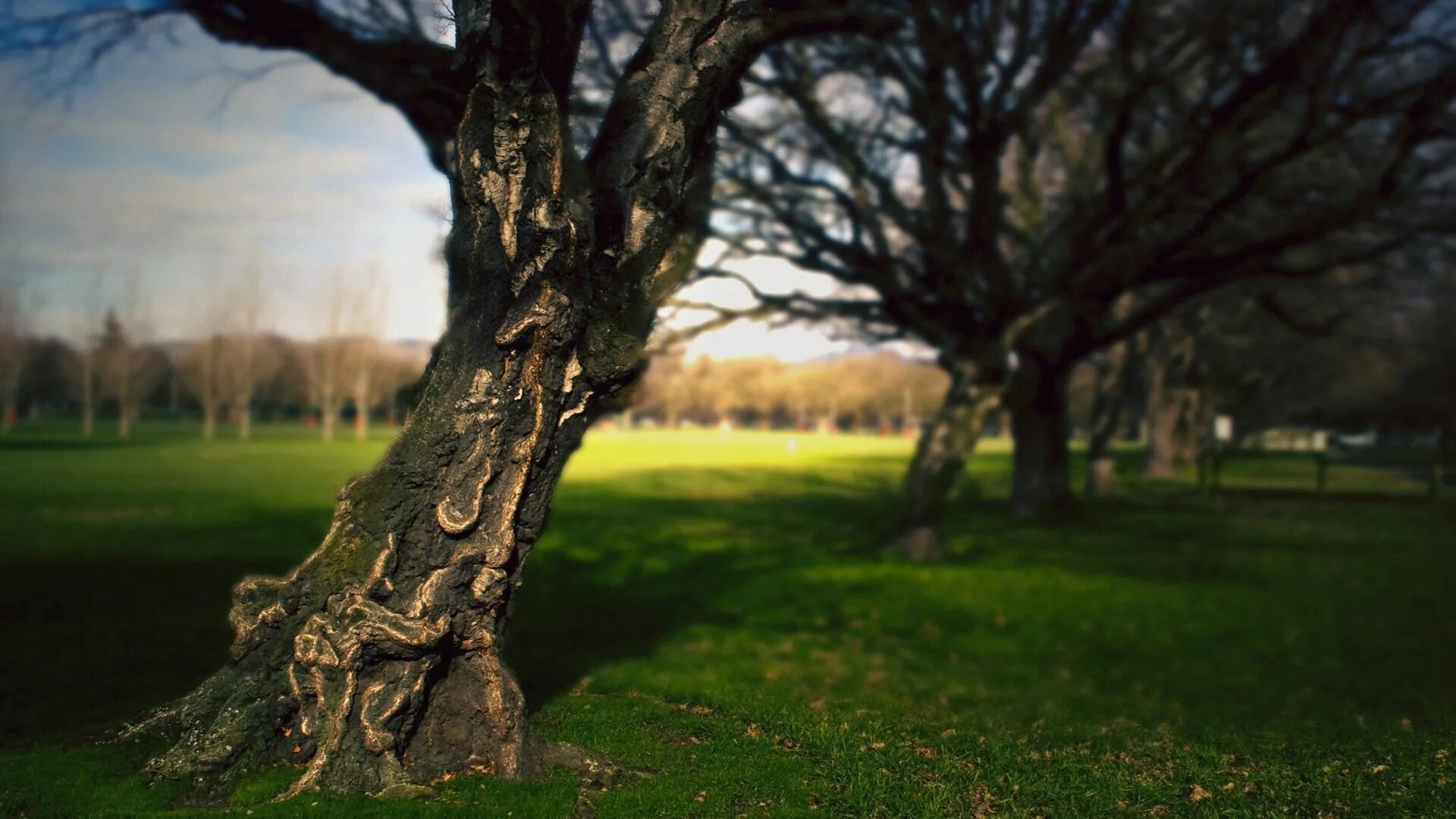 Tree trunk