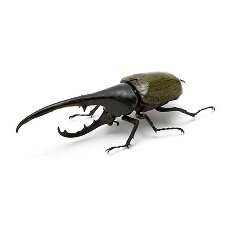 Free Images : animal, insect, fauna, invertebrate, close up, unicorn, weevil, ma