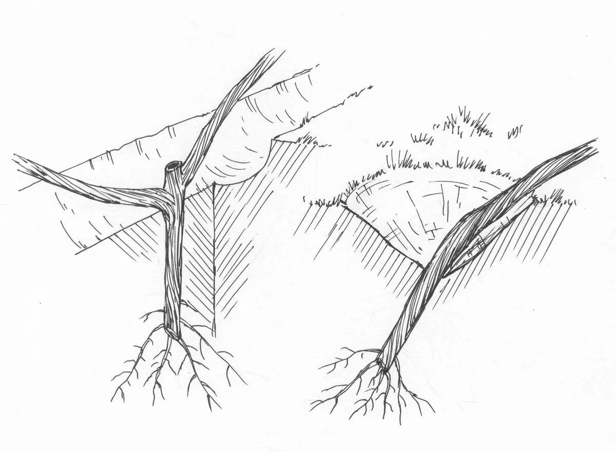 Посадка винограда под углом 45 градусов. Посадка виноградника. Посадка винограда наклоном. Корень сеянца винограда.