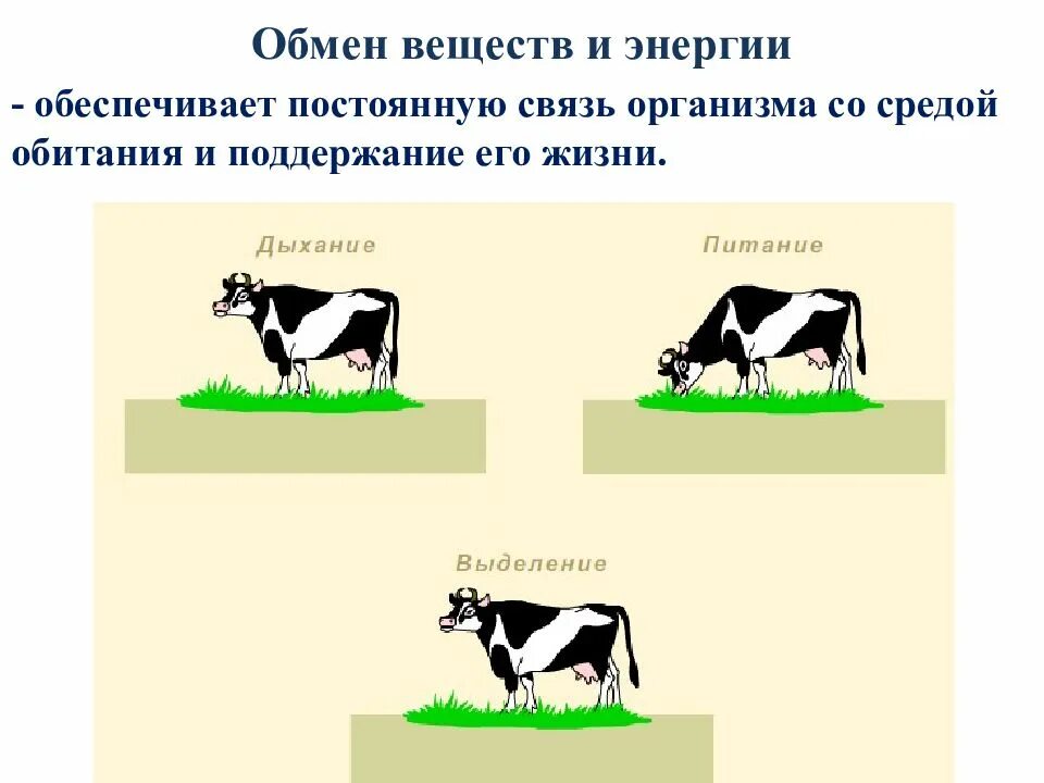 Обмен жизни и среда. Обмен веществ и энергии. Обмен веществ в организме и среде. Взаимосвязь организма и среды. Что обеспечивает обмен веществ.