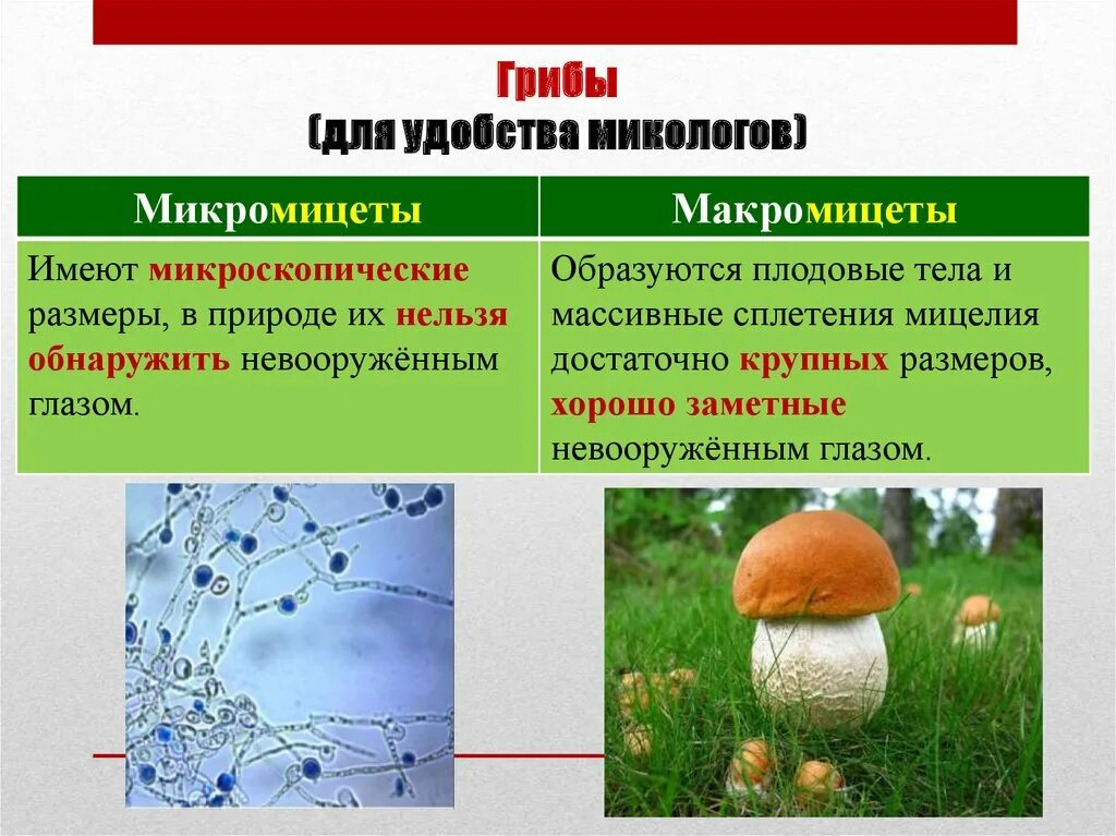 Грибы образующие плодовые. Грибы микромицеты. микроскопические грибы. макромицеты и микромицеты. царство грибы низшие грибы высшие грибы.