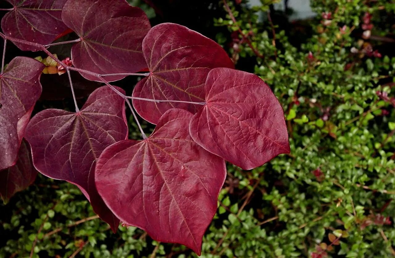 Что означает багряный. Багряный бунин. Предложения со словом алая заря. Багряный цвет. Лиловый золотой багряный.