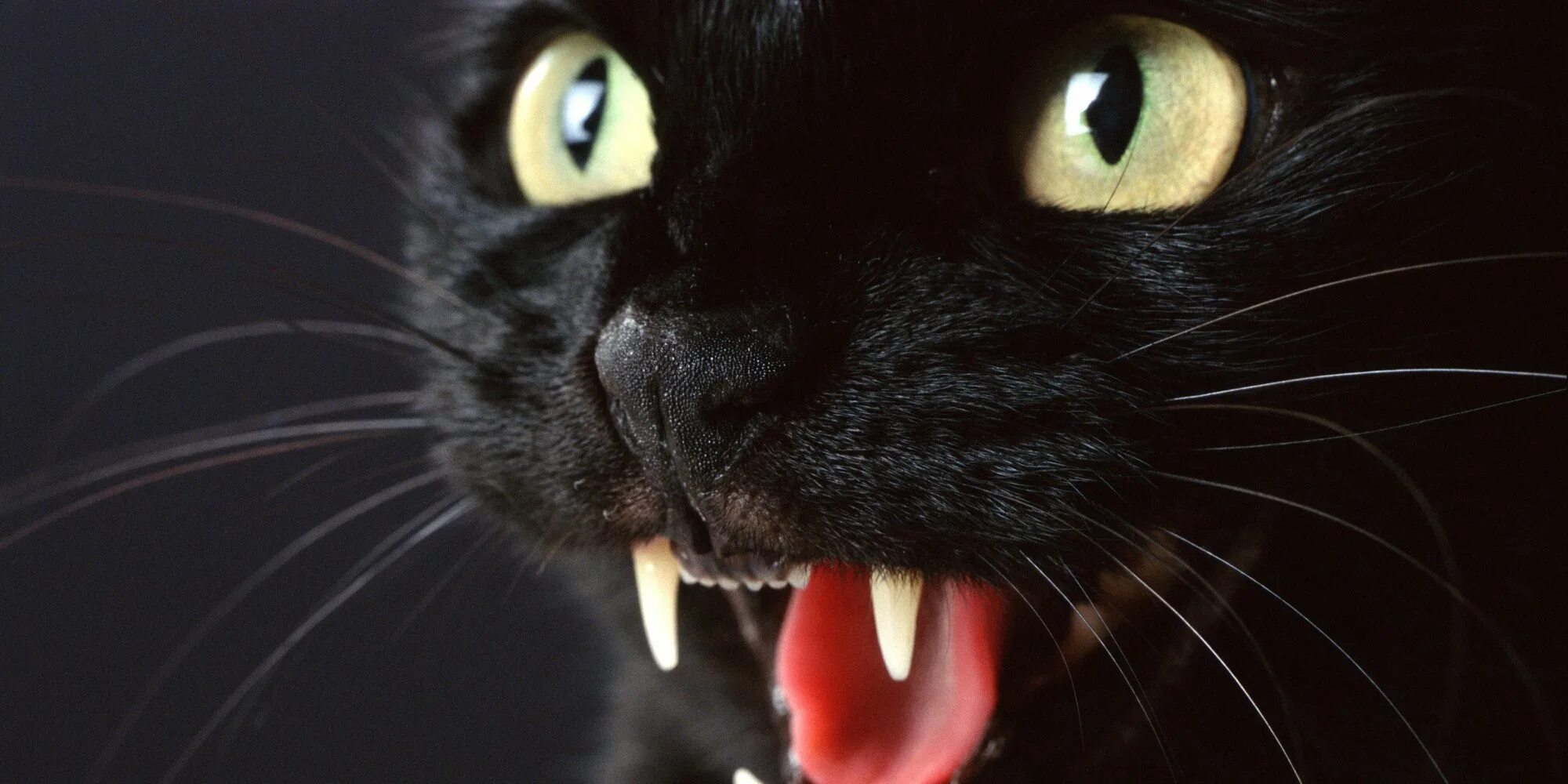 Лицо черного кота
