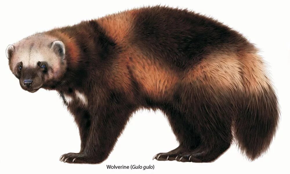 росомаха животное для детей. росомаха зверь. росомаха животное белая. росомаха животное для детей. росомаха животное для детей.