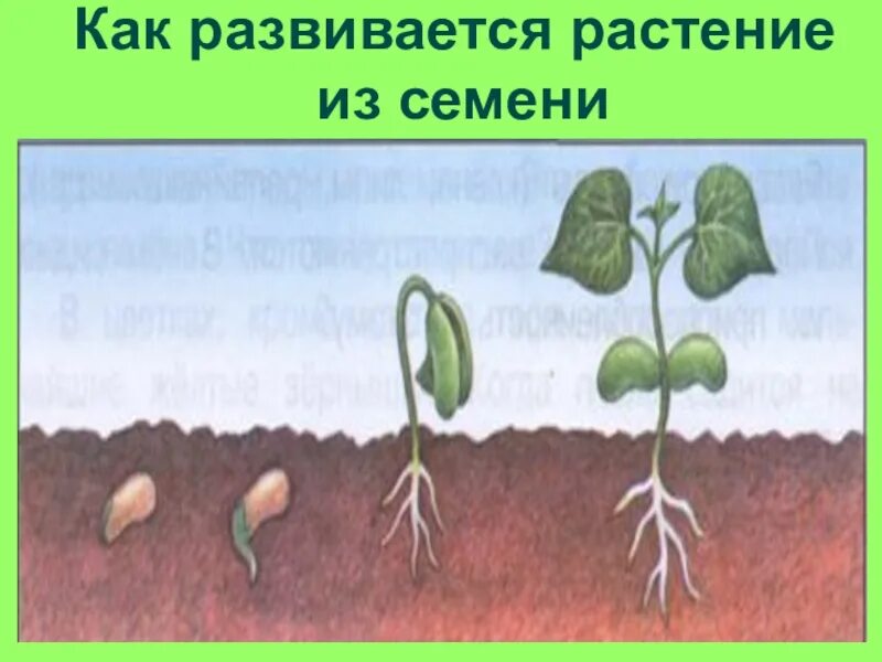 Первым из семени появляется. Как развивается растение из семени. Процесс развития растения из семени. Этапы роста растений. Стадии развития растений.