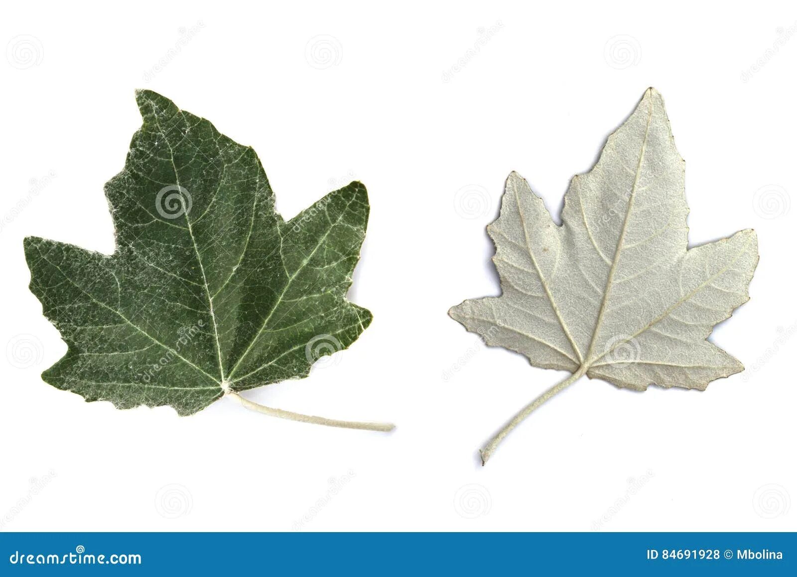 Лист белый с обратной стороны. Тополь серебристый лист. Лист тополя. Тополь белый листья. Листья похожие на кленовые.