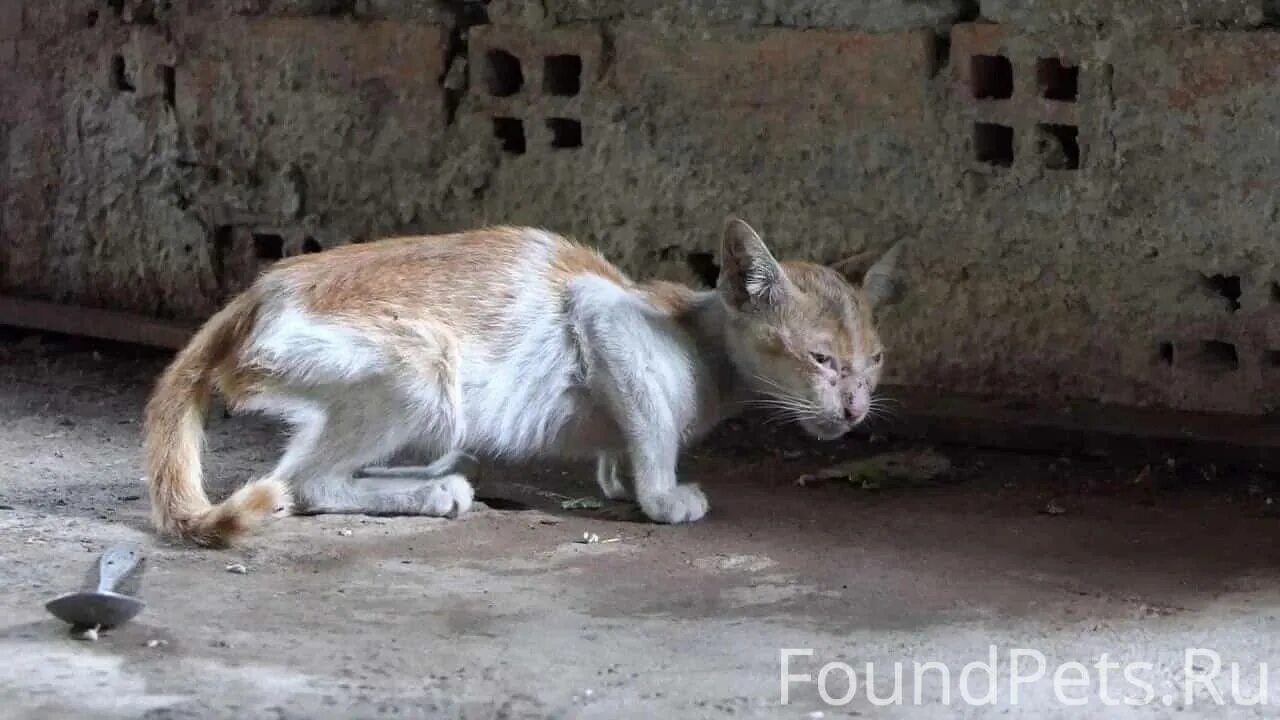 Тощий кот. Худой кот. Поджарая кошка. Тощая кошка.