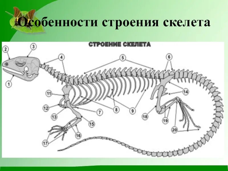 Внешнее строение и скелет пресмыкающихся. Скелет пресмыкающихся 7 класс биология. строение скелета пресмыкающихся. строение скелета ящерицы. строение скелета рептилий.