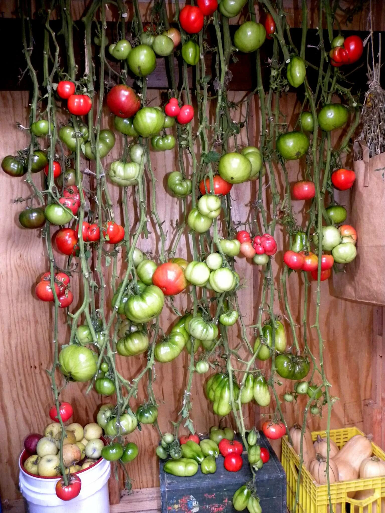 Хранение помидоров в домашних условиях. Подвешенные помидоры. Дозаривание томатов. Помидоры на ветке. Помидоры растут.