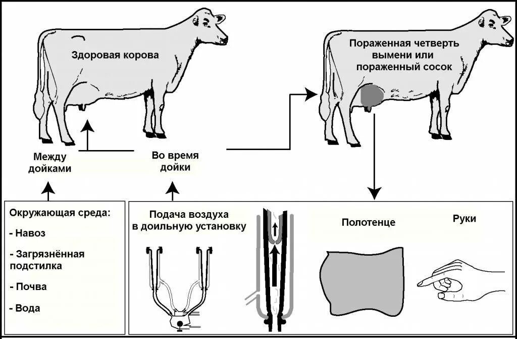 Патогенез мастита Ветеринария схема. Субклинических маститов у коров. 1 признаки коров