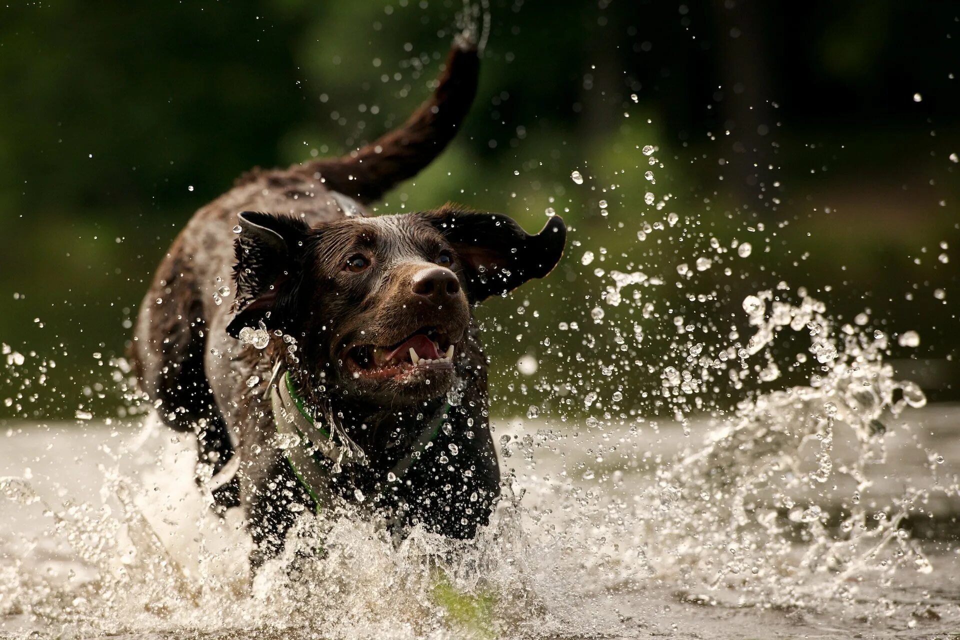 Собака в прыжке. Собака и брызги воды. Собака бежит. Собака брызги.