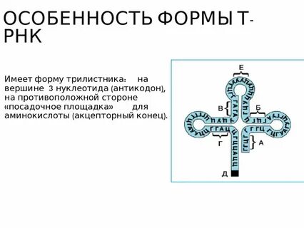 Определите количество нуклеотидов в антикодоне данной трнк