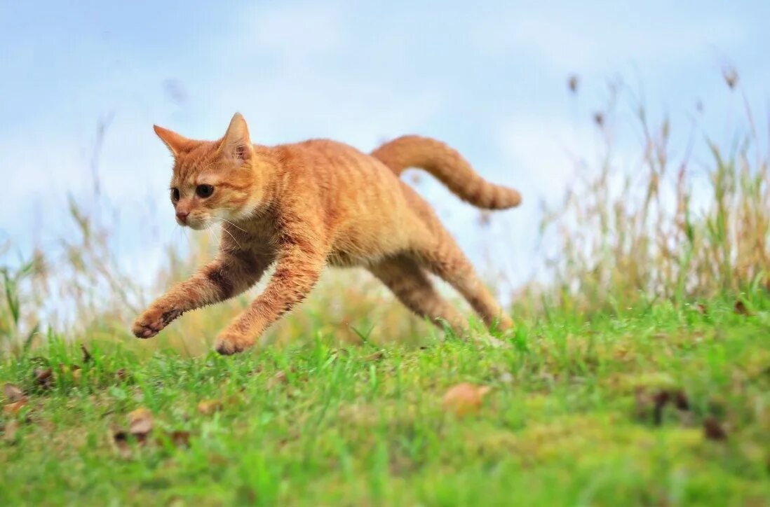 Кошка приземляется на 4 лапы. Кошка в прыжке. рыжий кот. рыжий кот в прыжке. рыжий котенок прыгает.